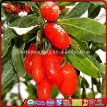 Goji natural goji berry chinese goji berry 2014